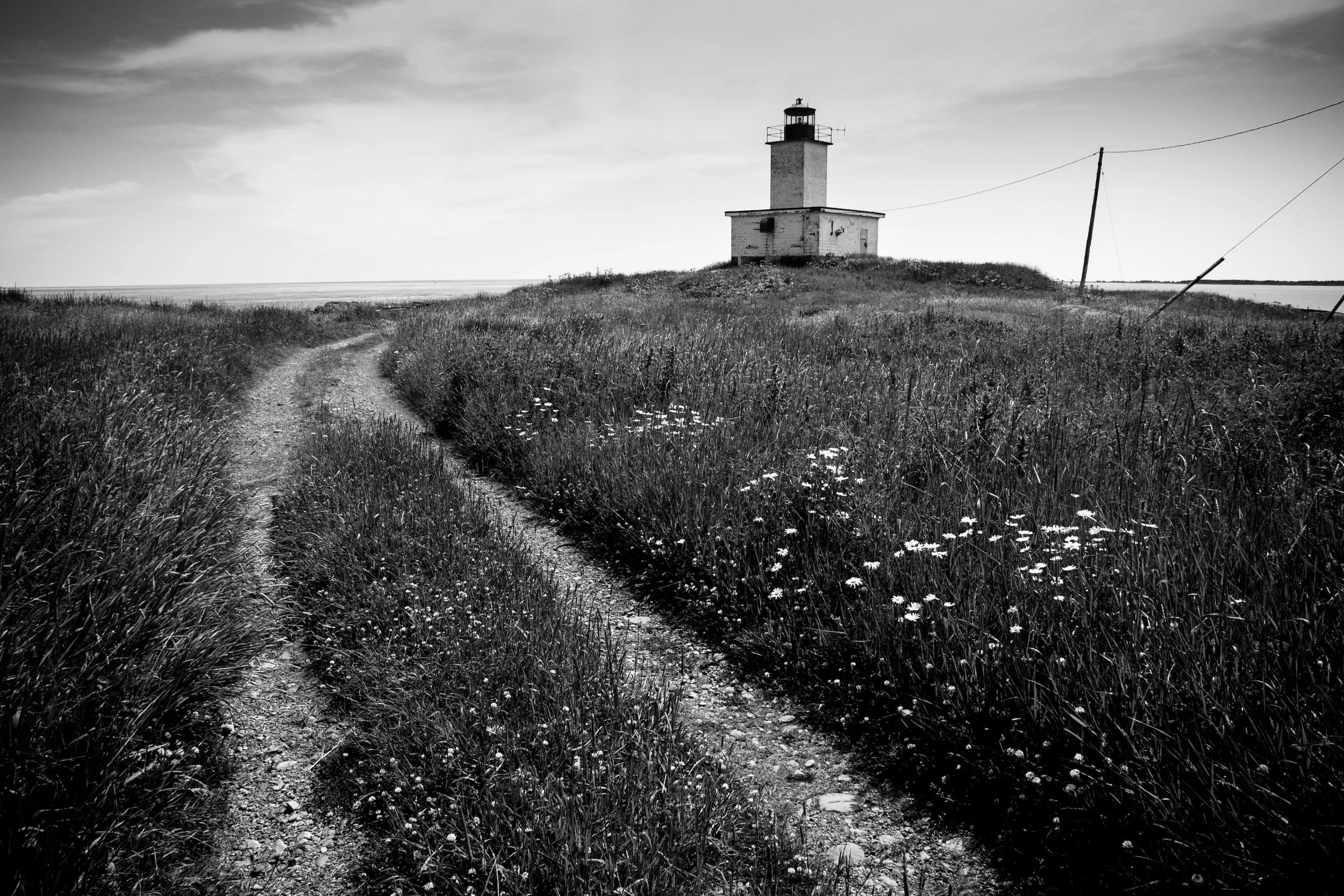 White Head Island Lighthouse and Daisies 