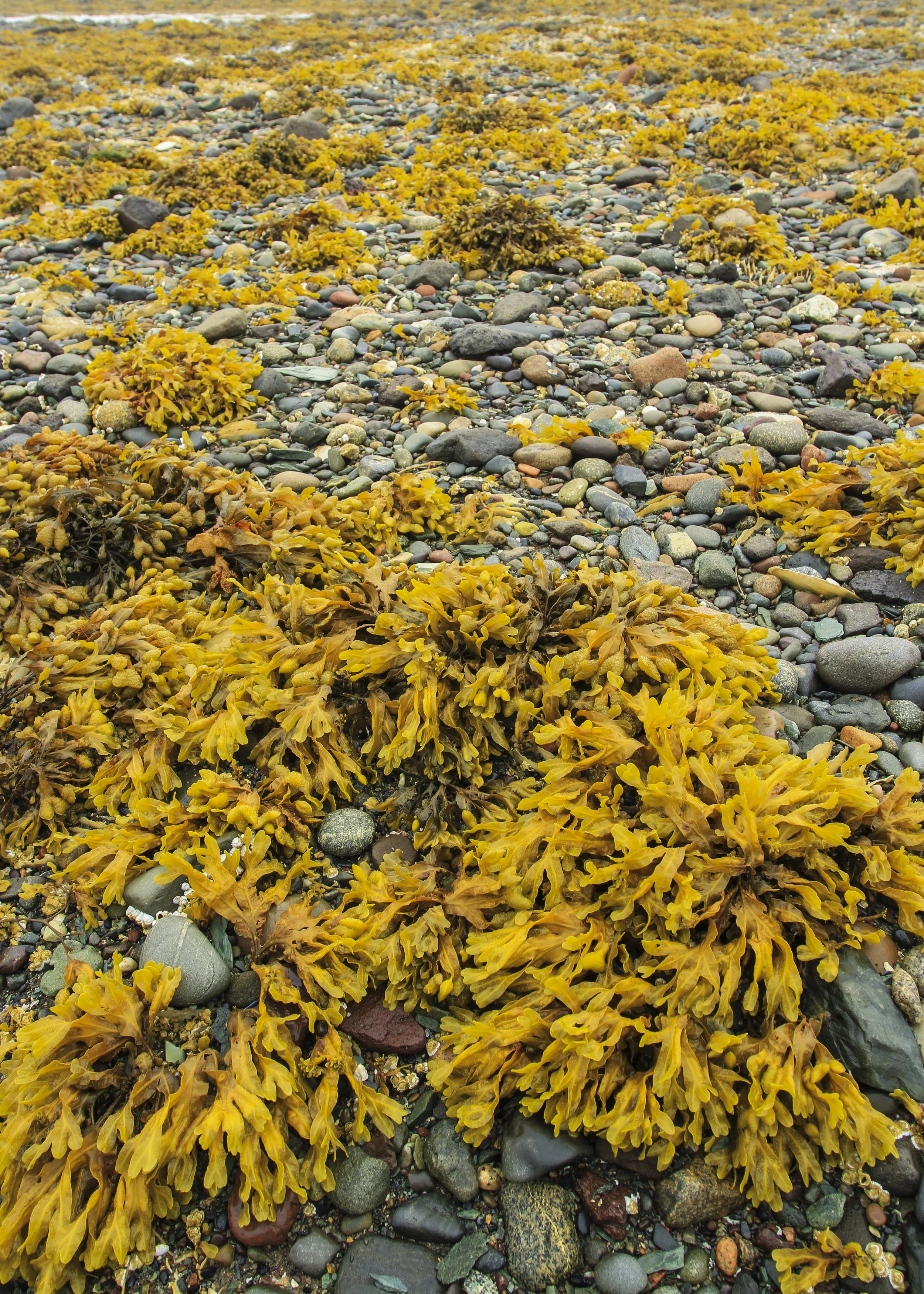 Low Tide, Anchorage Provincial Park