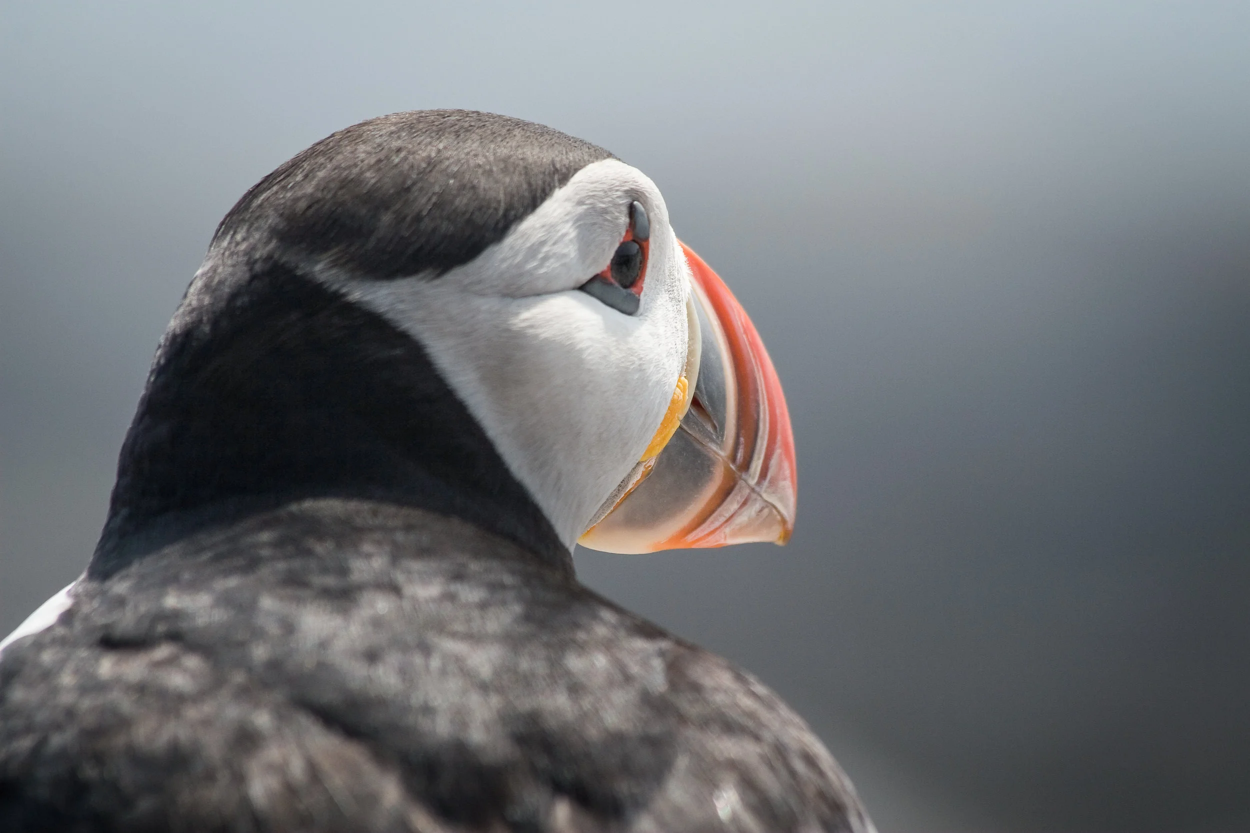 Atlantic Puffin, Machias Seal Island