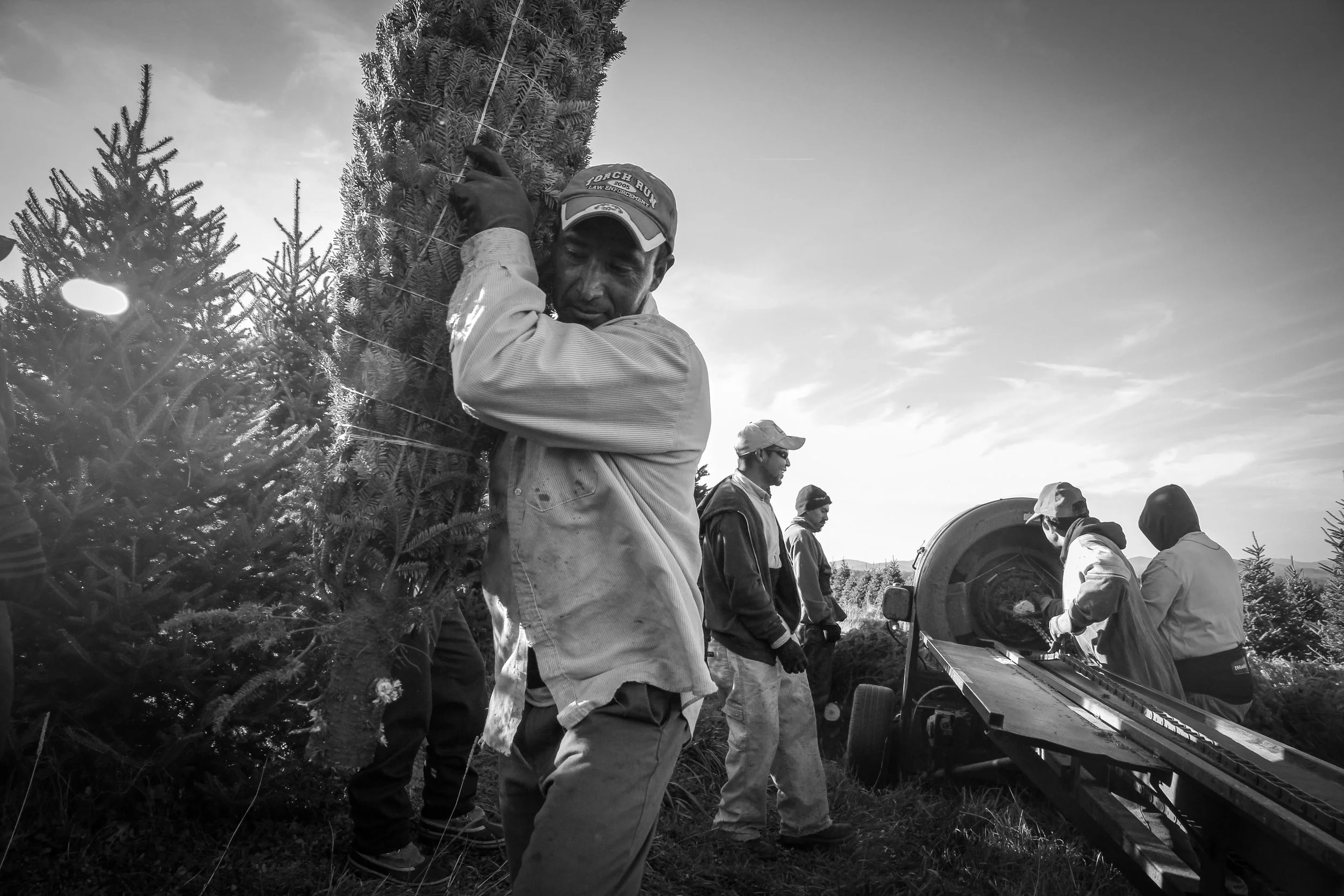 Migrant workers cutting and bailing Fraser Firs (Christmas Trees) on a farm in the rural Blue Ridge Mountains, North Carolina. 