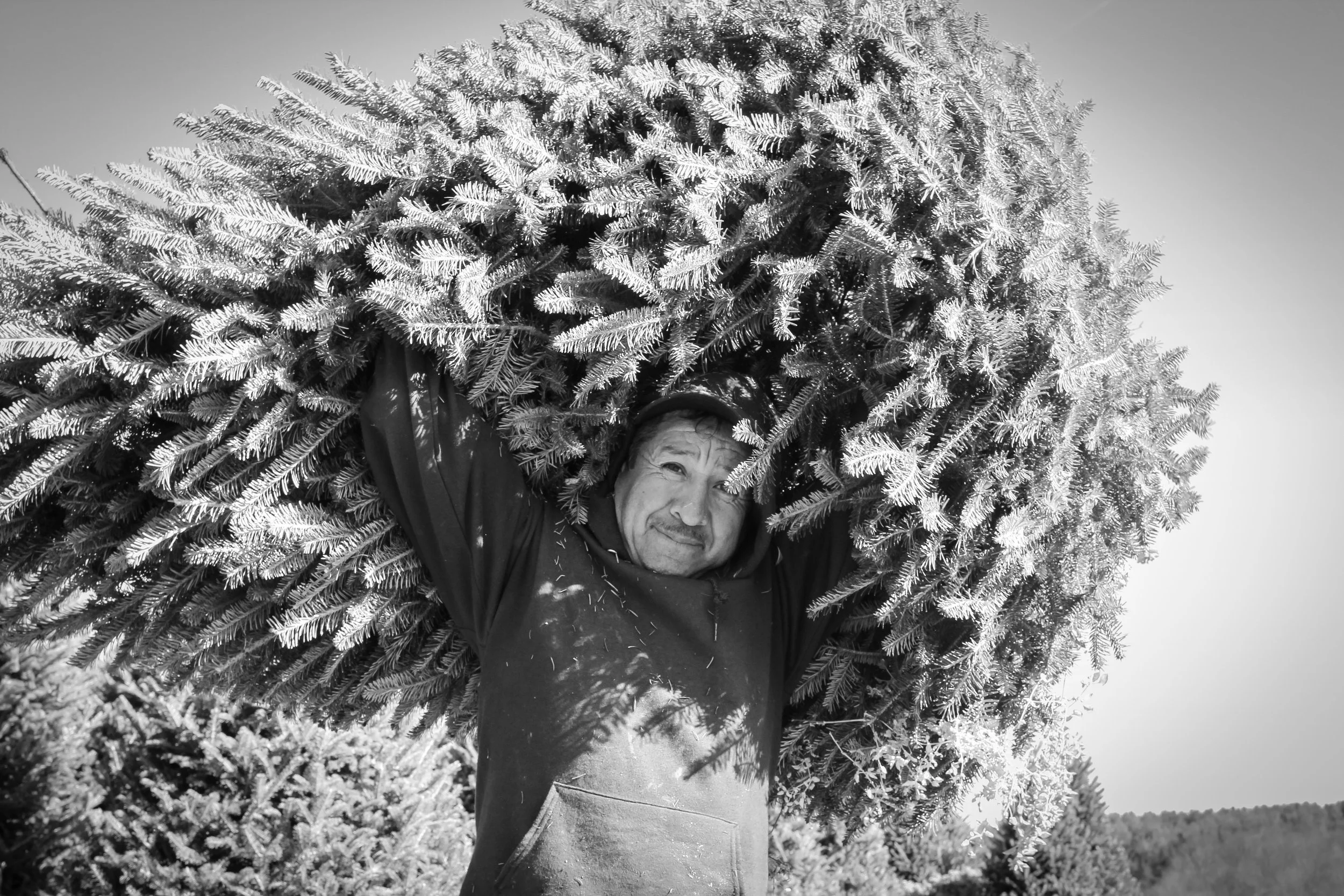 Migrant worker carrying Fraser Fir (Christmas Tree) on a farm in the rural Blue Ridge Mountains, North Carolina. 