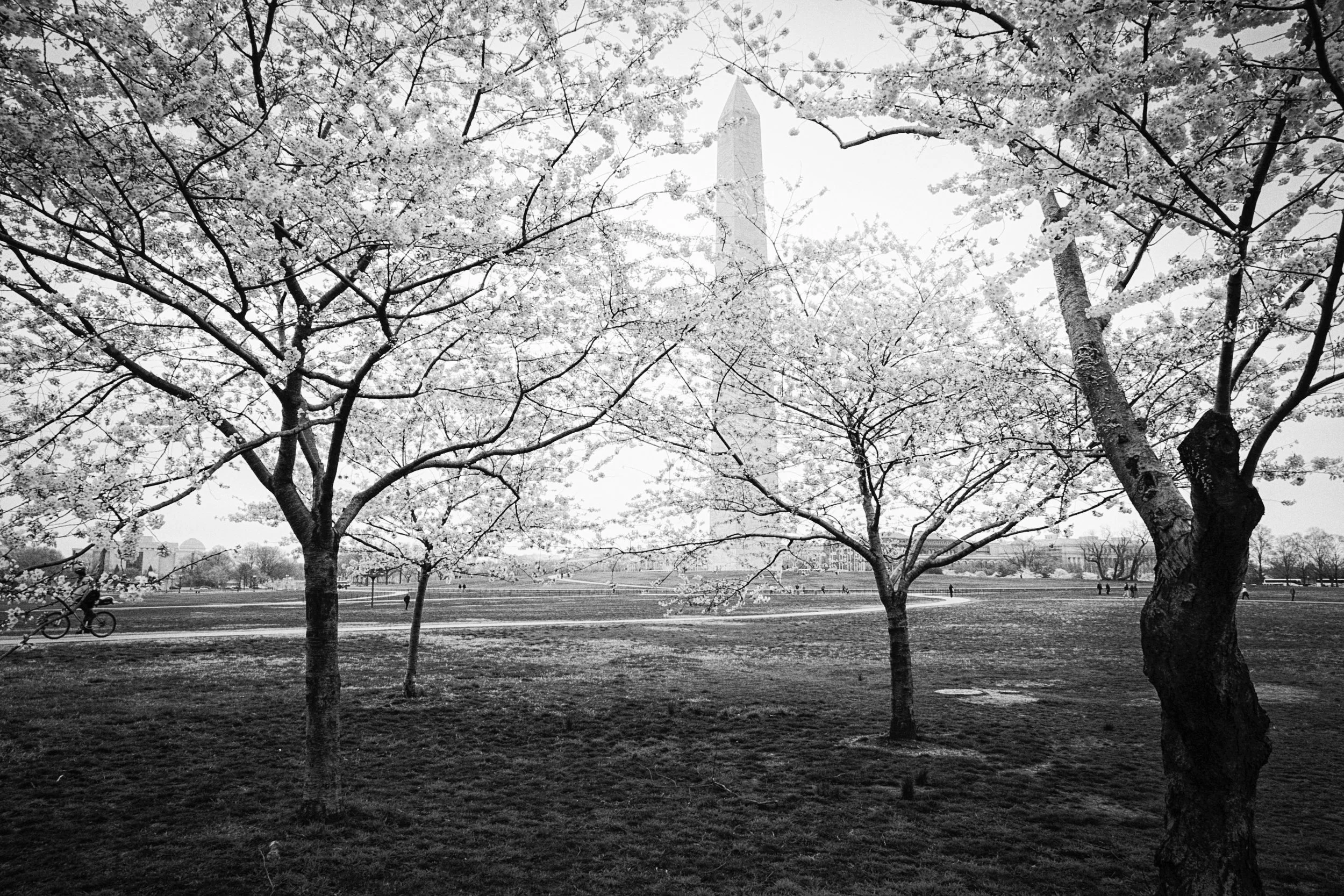 Cherry Blossoms and Washington Monument, Washington, DC