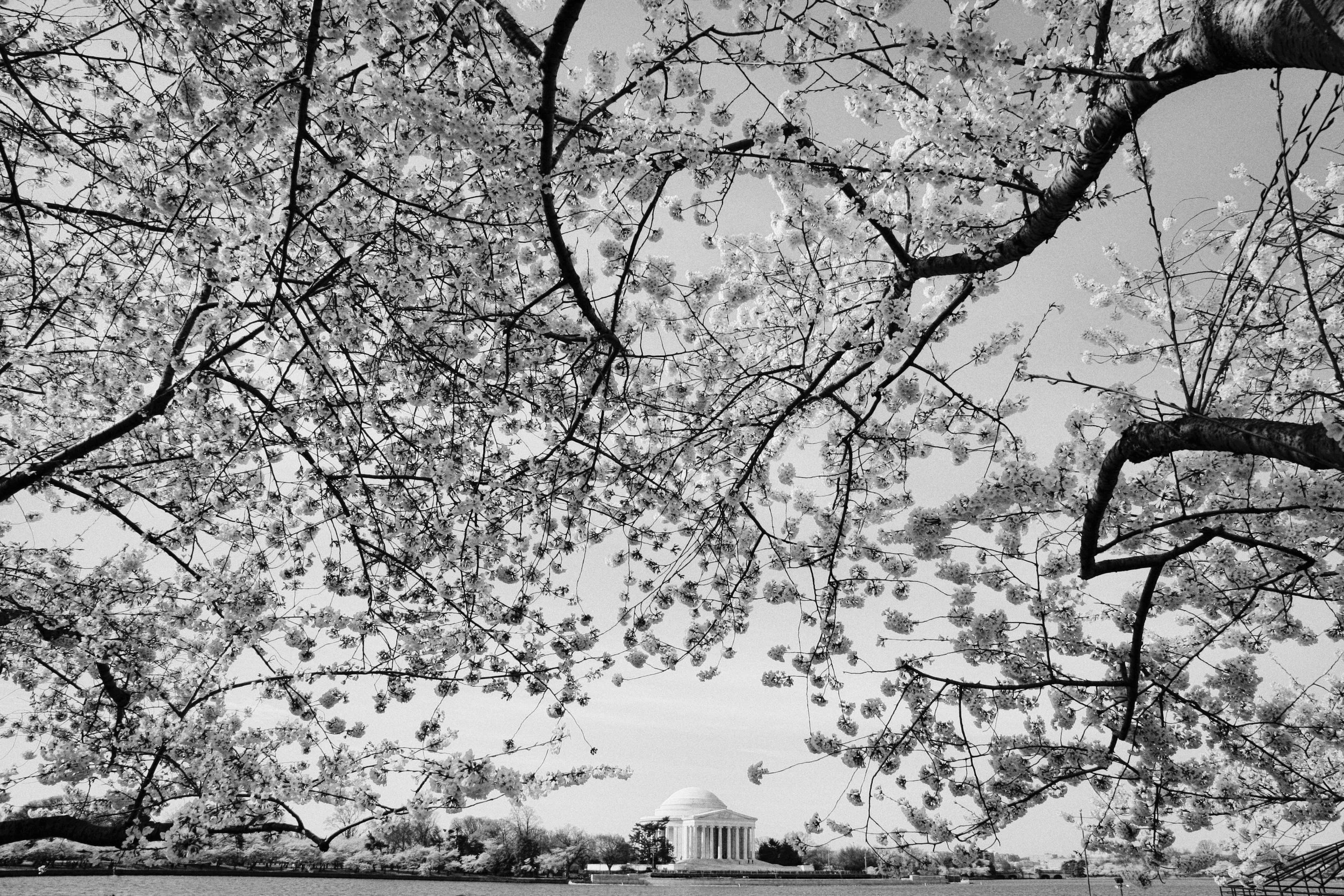 Cherry Blossoms and Jefferson Memorial, Washington, DC