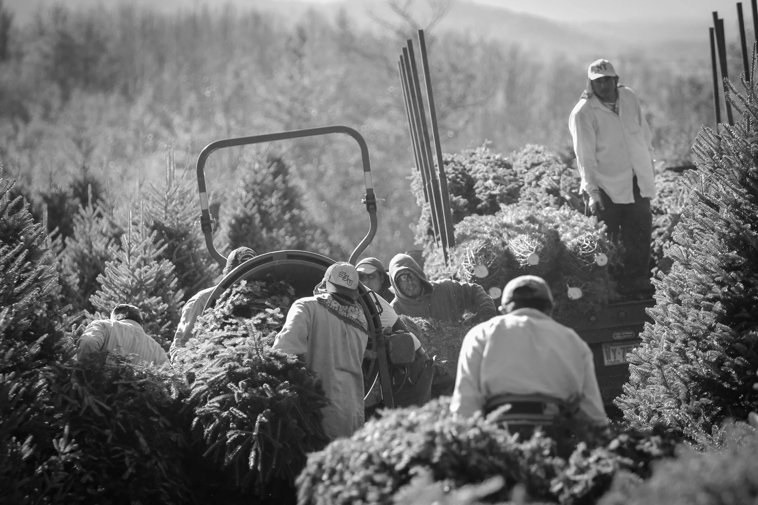 Migrant workers cutting and bailing Fraser Firs (Christmas Trees) on a farm in the rural Blue Ridge Mountains, North Carolina. 