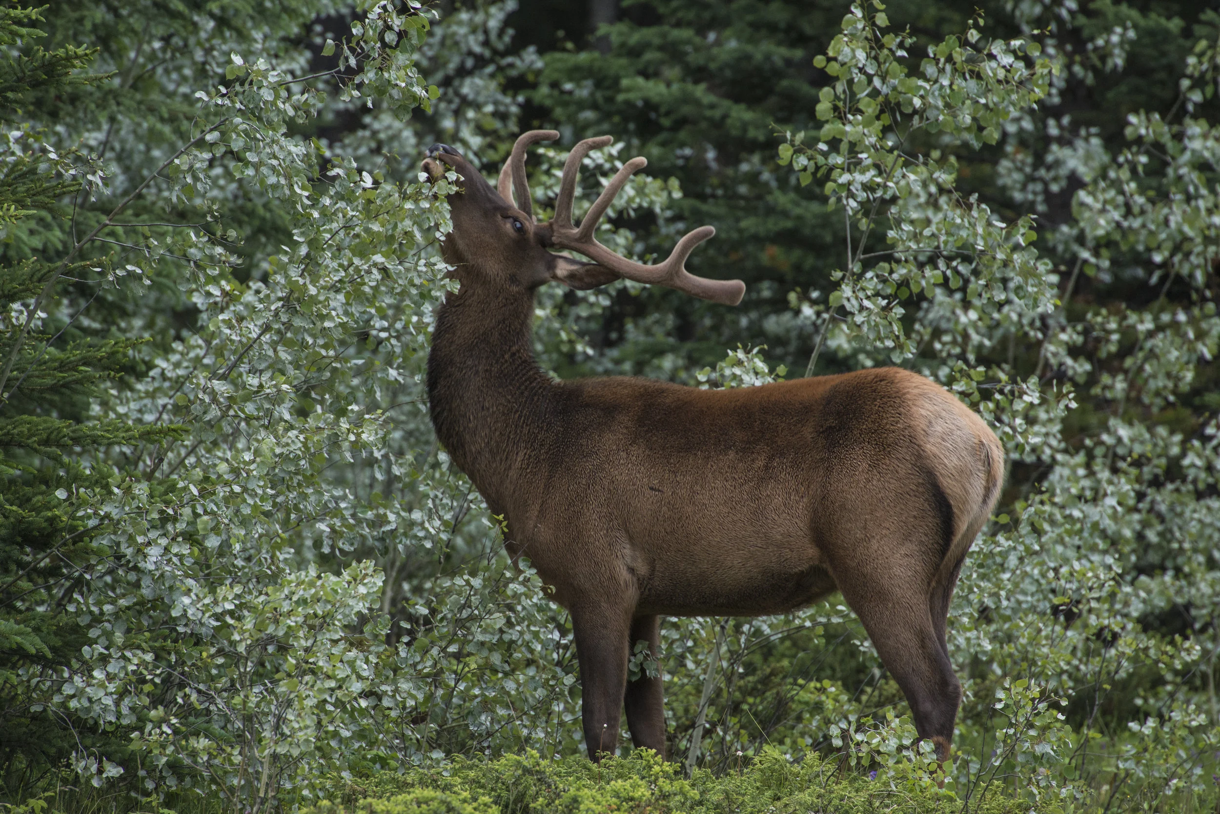 Bull Elk, Jasper National Park, Alberta, Canada