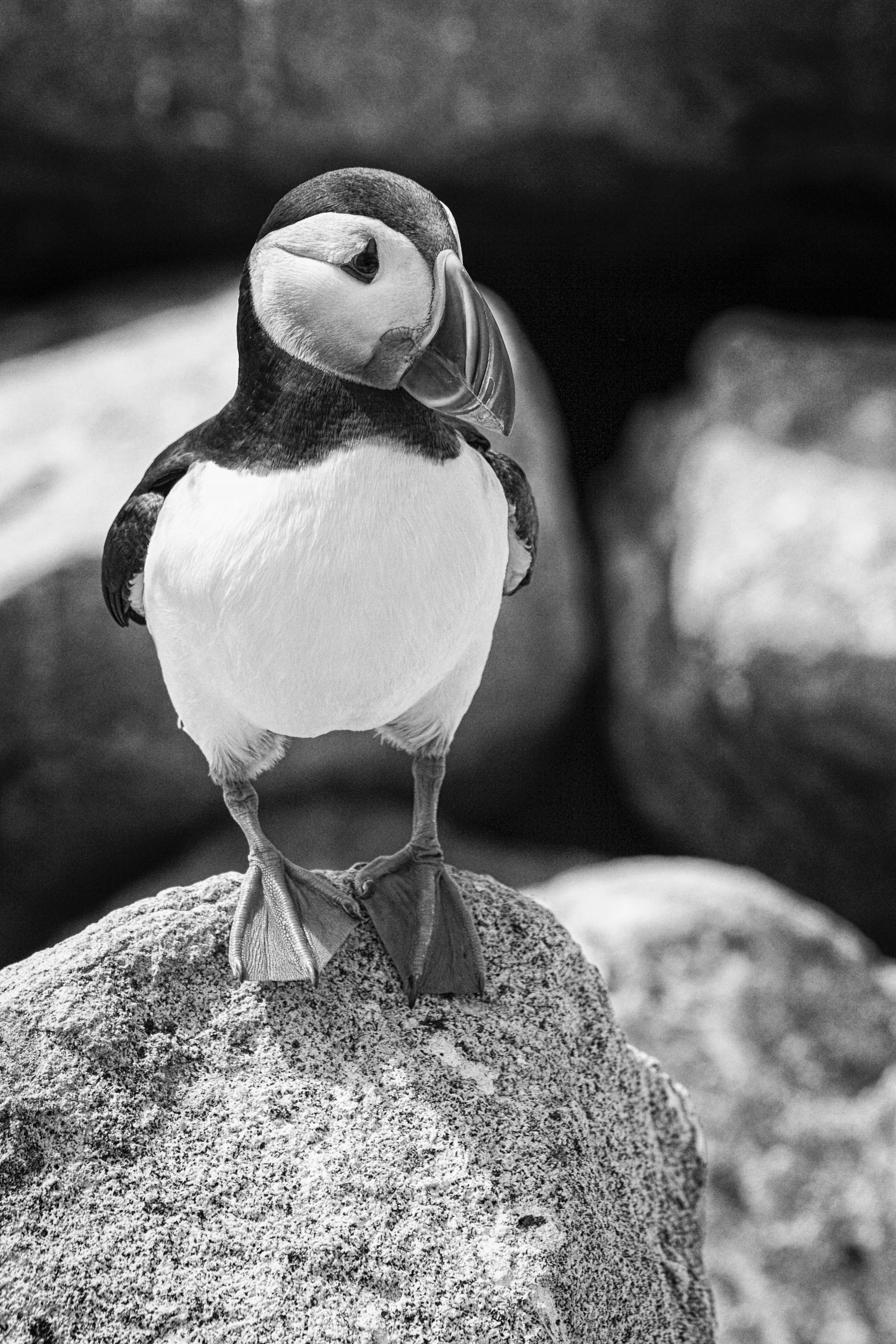 Atlantic Puffin, Machias Seal Island