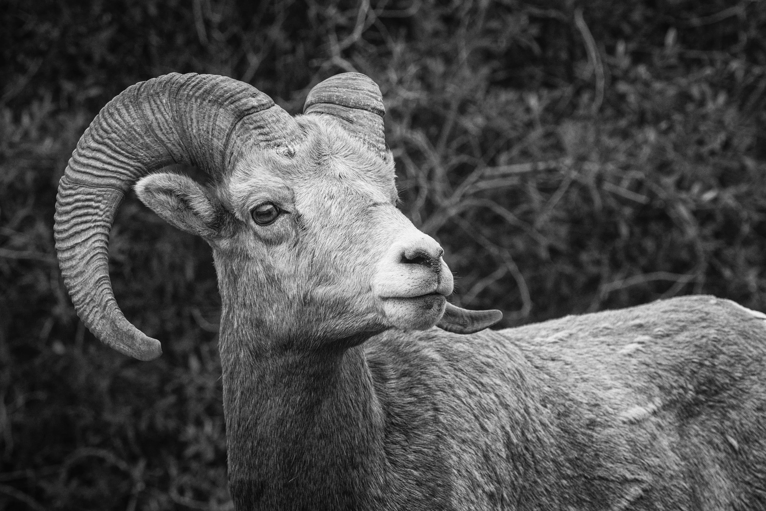 Rocky Mountain Bighorn Sheep, Jasper National Park