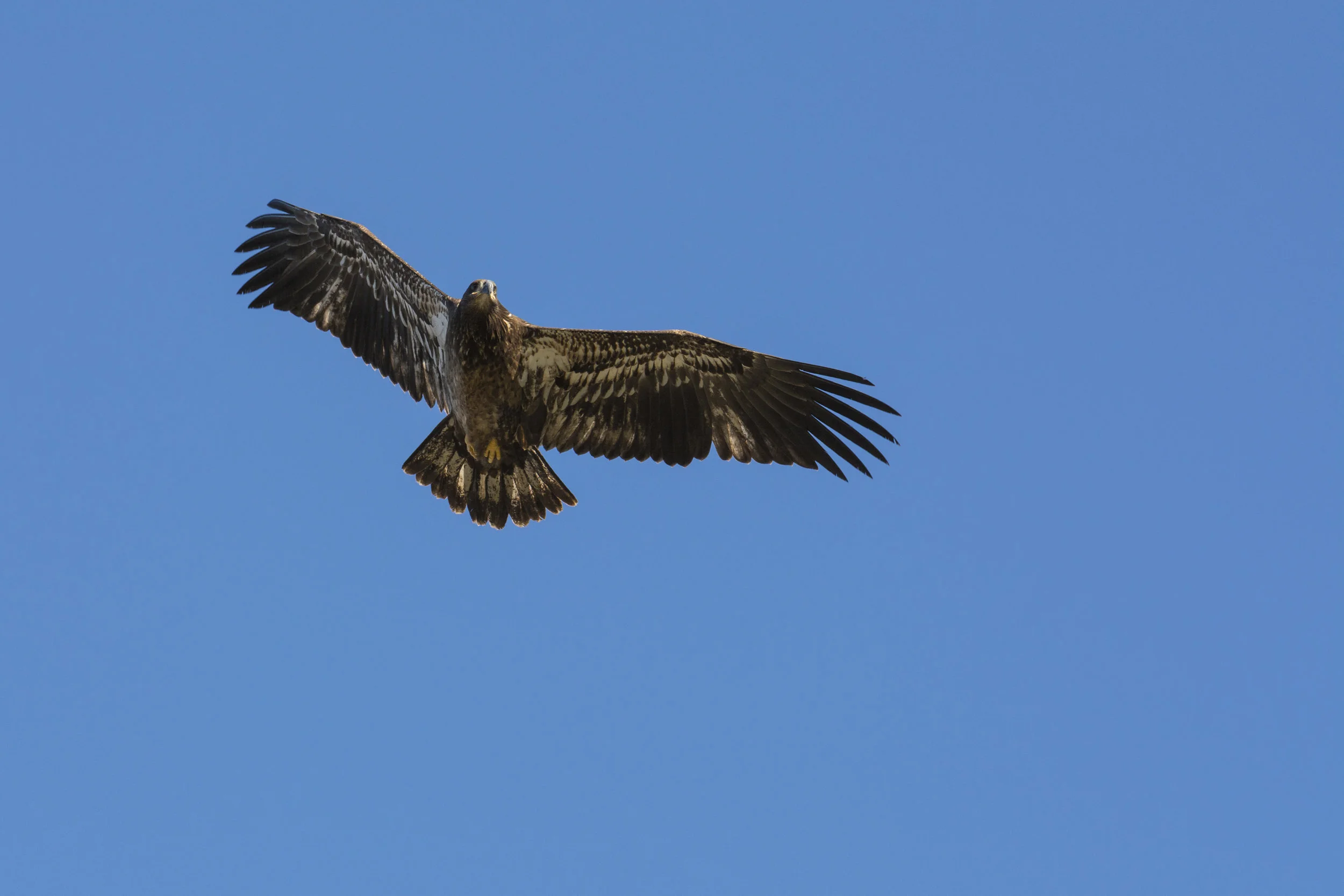 Eagle, Jasper National Park