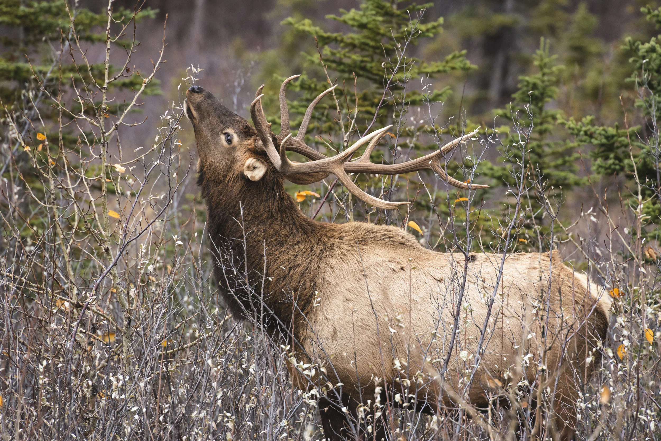 Bull Elk, Jasper National Park
