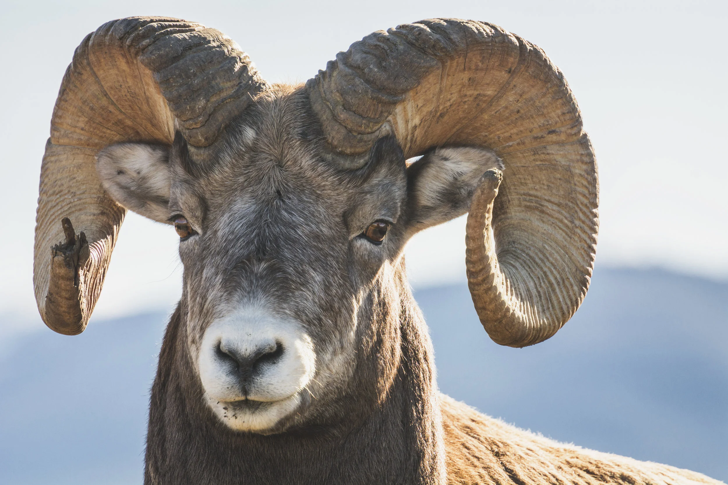 Bighorn Ram Portrait, Jasper National Park