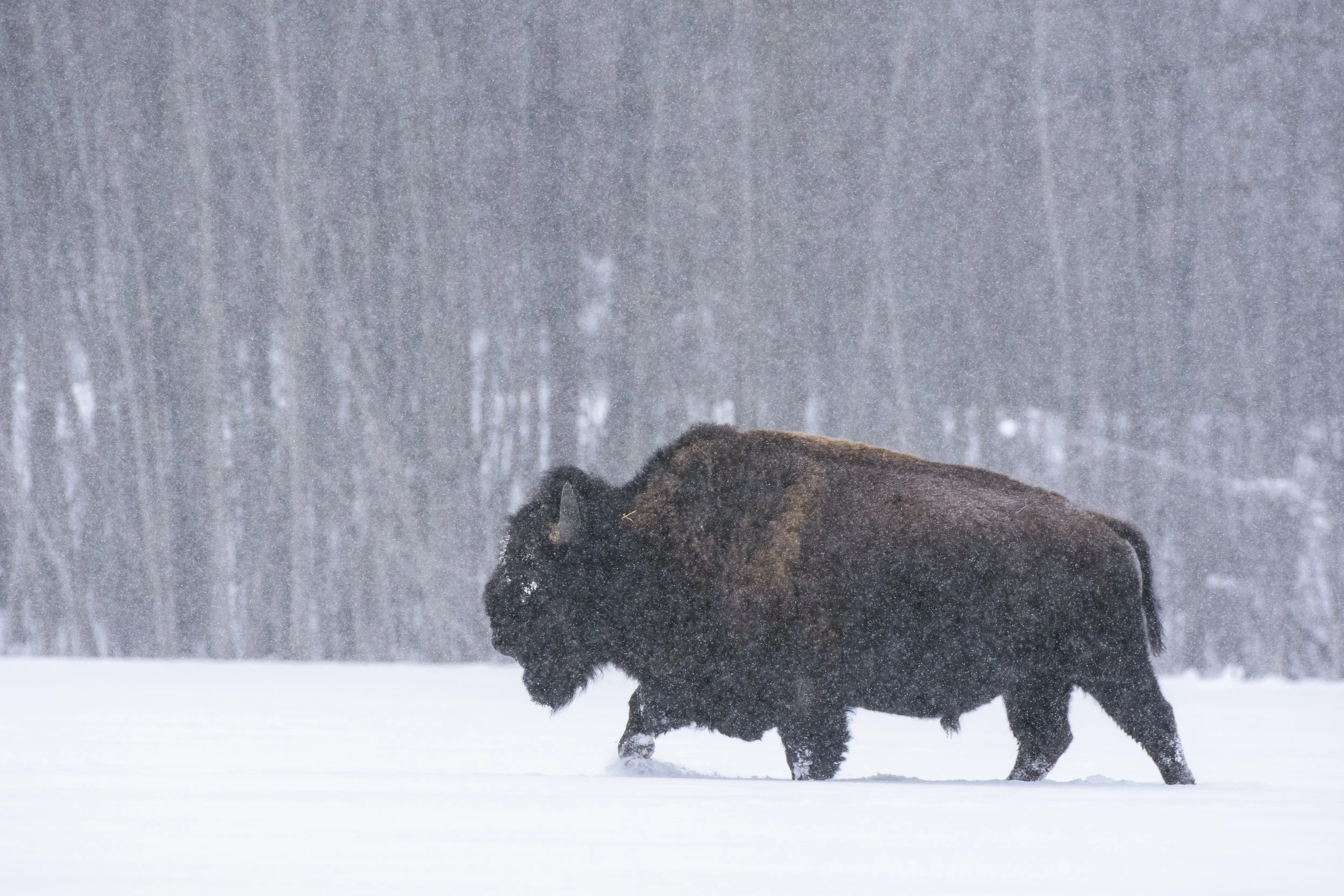 Bison in a blizzard, Elk Island National Park