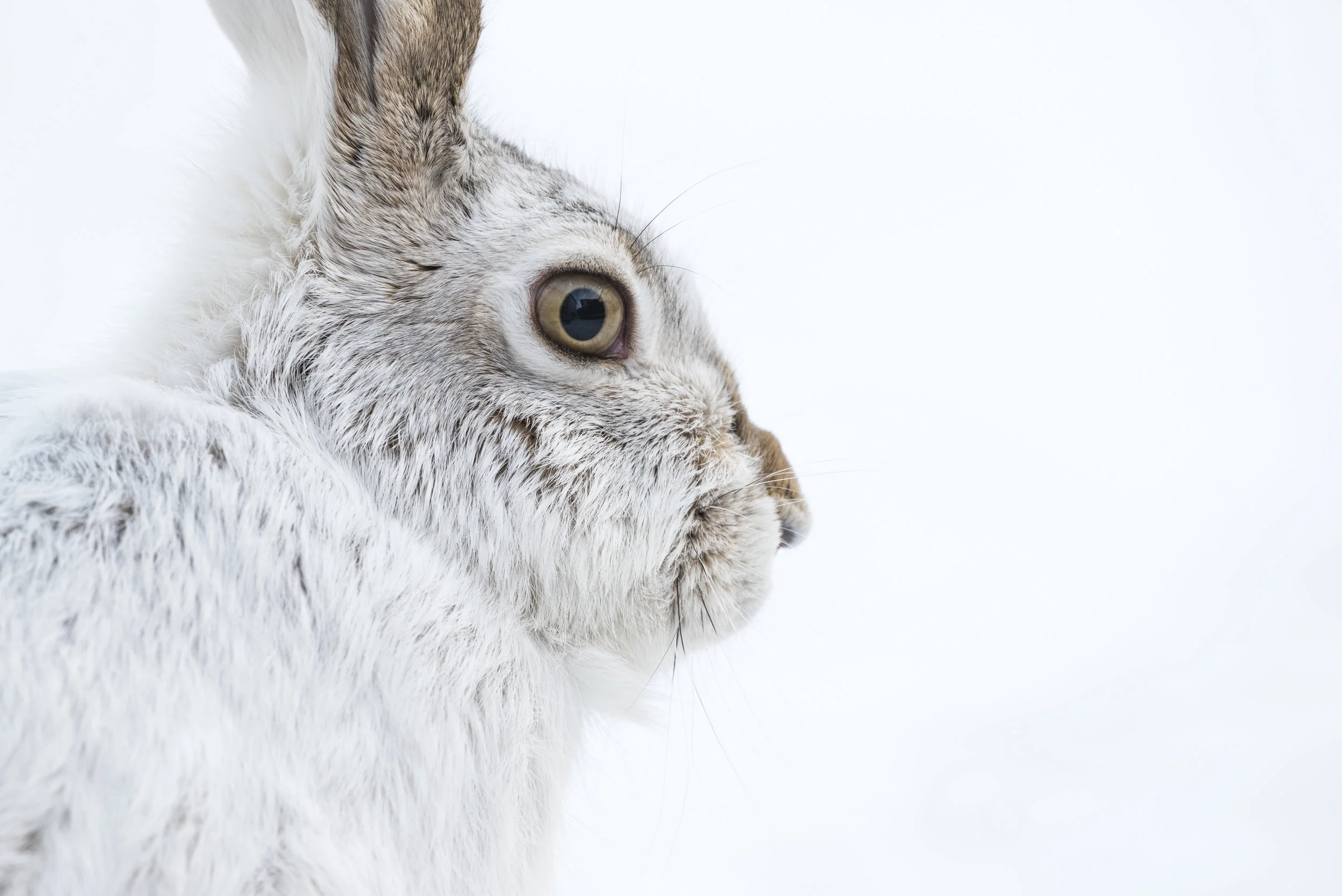 White-tailed Jackrabbit in winter, Alberta, Canada