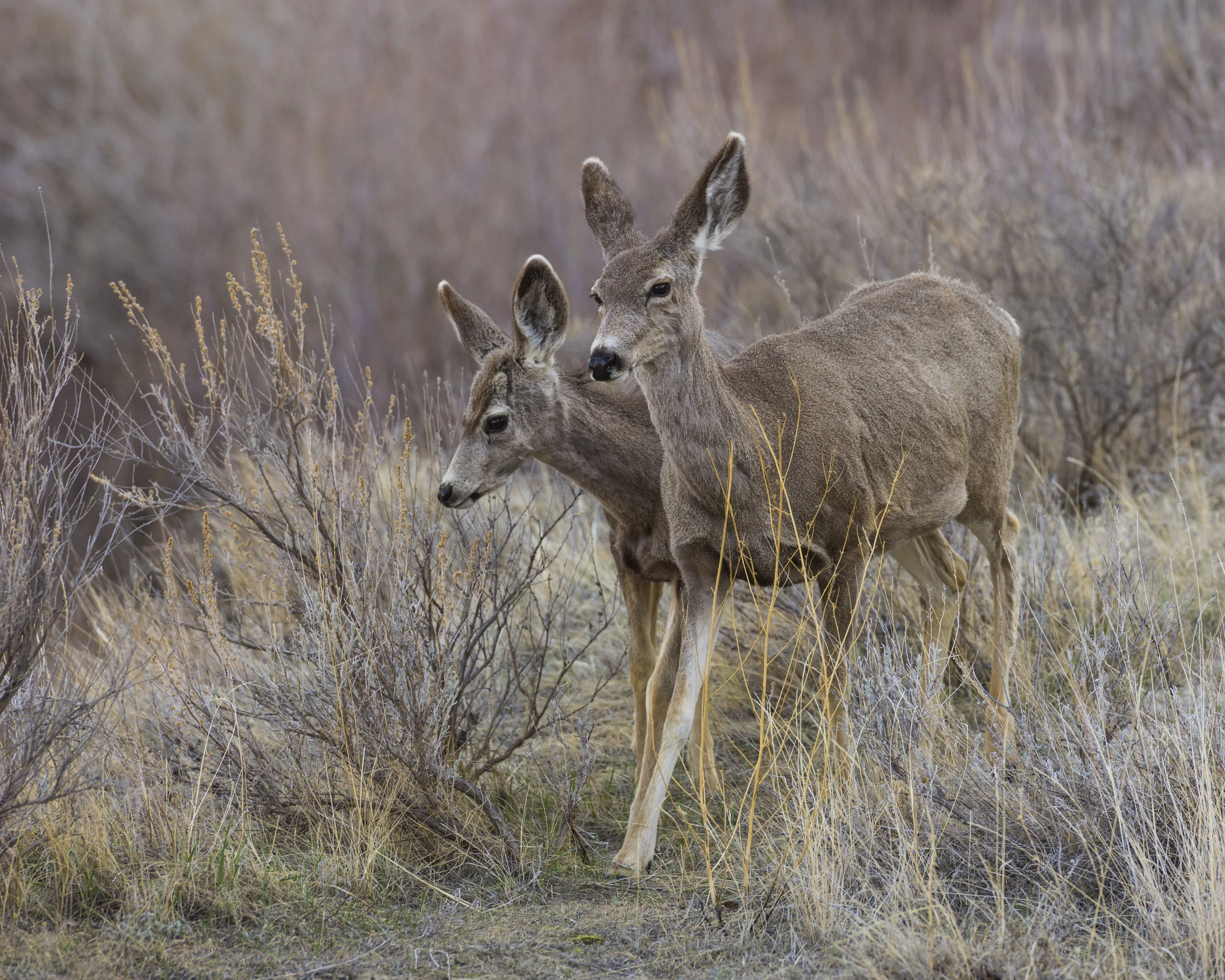 Mule deer, Dinosaur Provincial Park