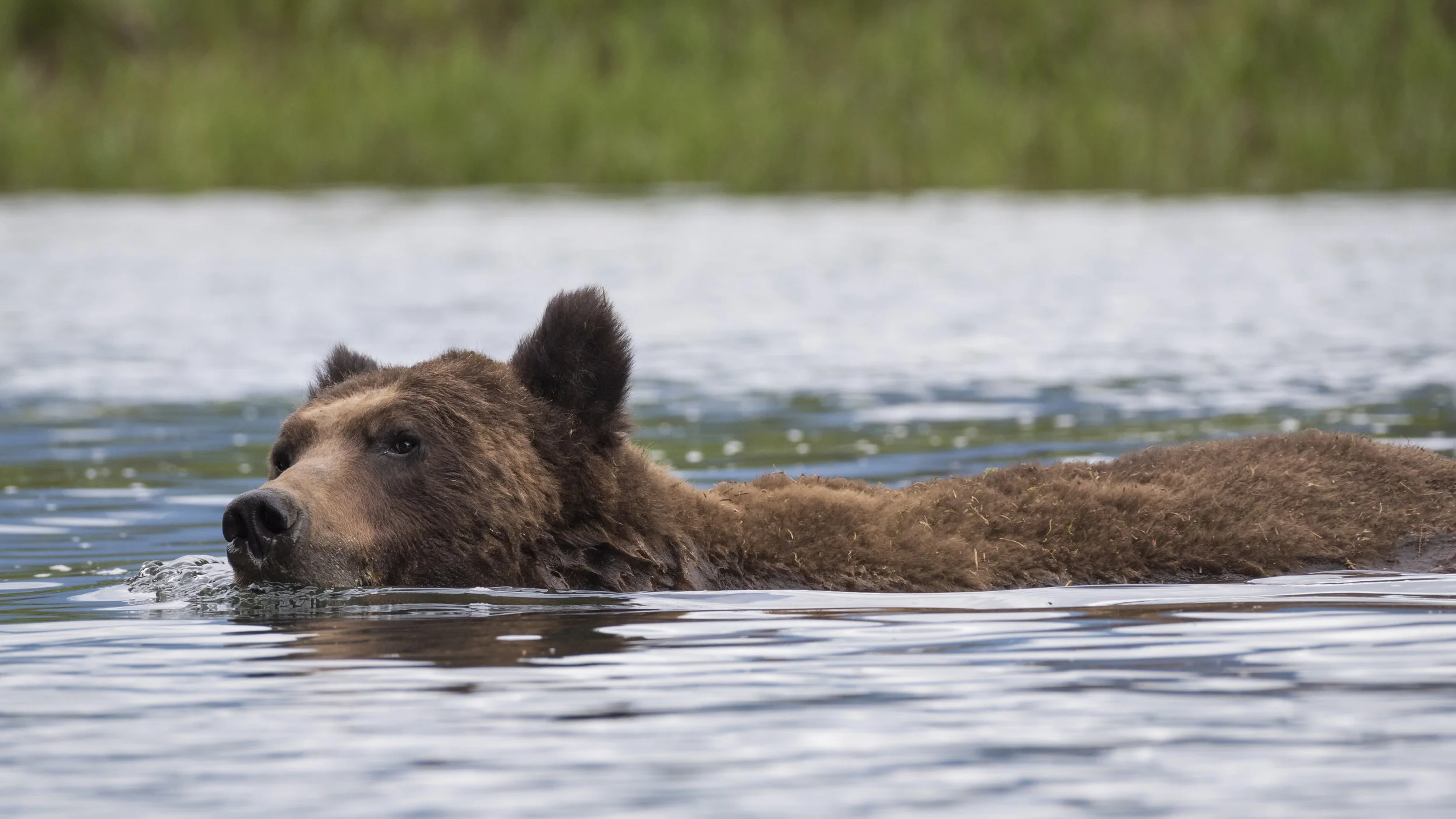 Khutzeymateen Provincial Park, British Columbia