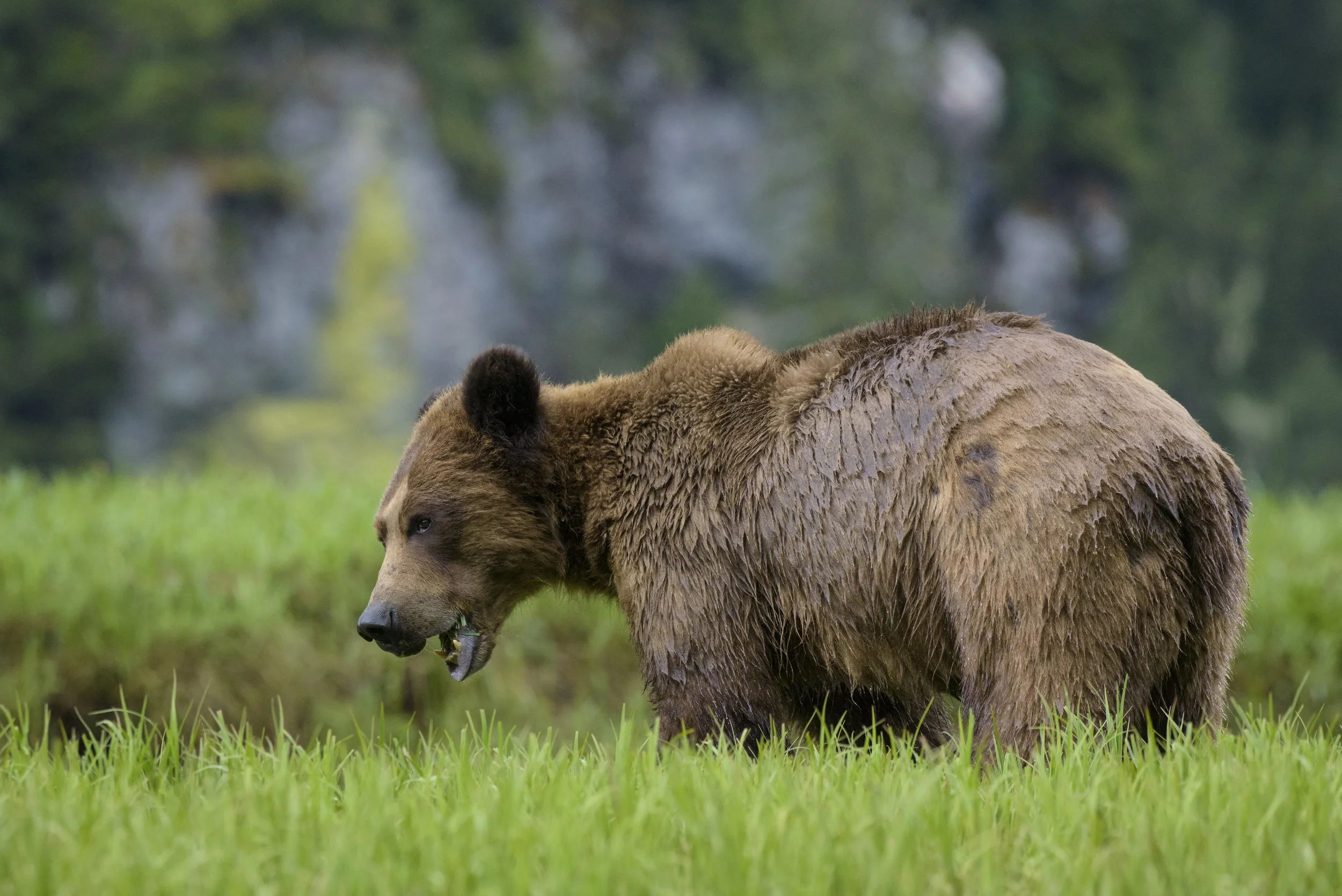 Khutzeymateen Provincial Park, British Columbia