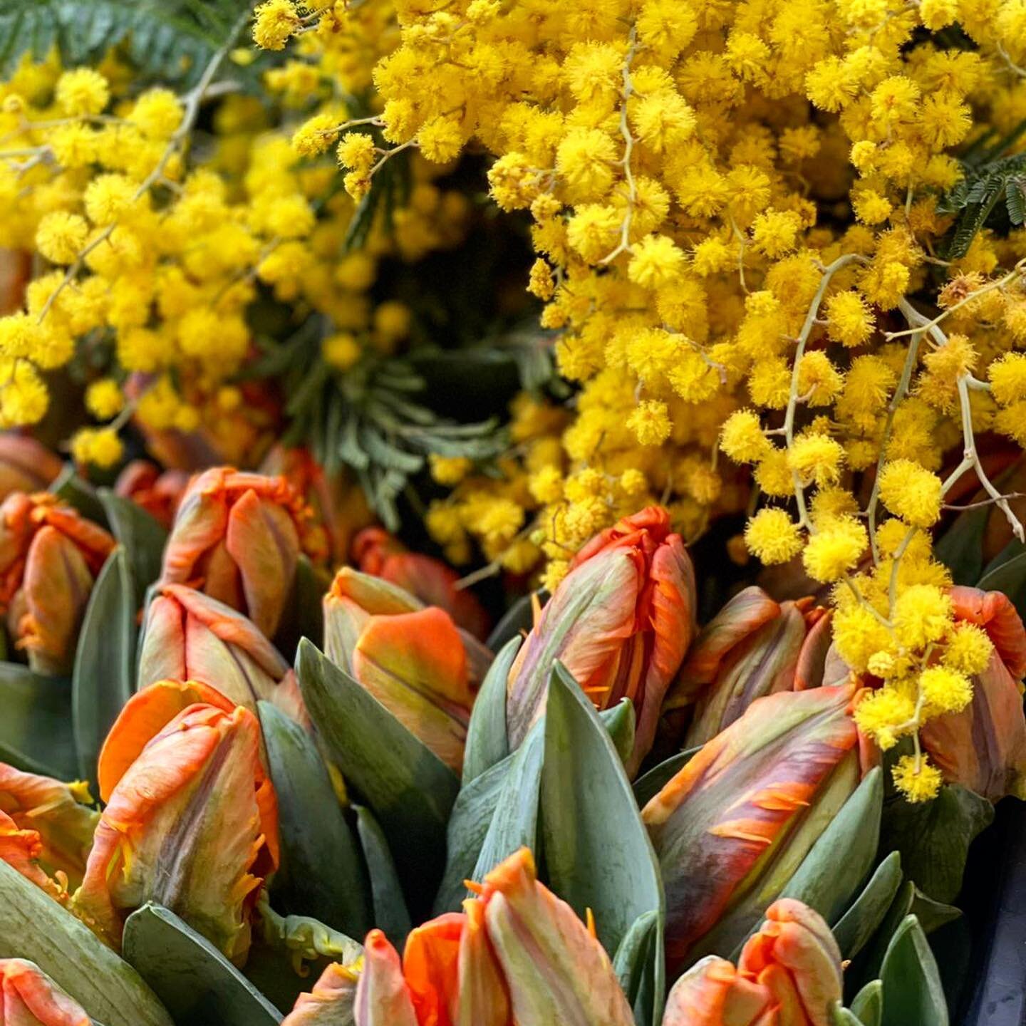 Super excited to stock small bunches of mimosa &amp; parrot tulips in @lydiaenniskillen tomorrow and Saturday! 💛 Pop in and get a bunch with some yummy cupcakes &amp; buns! 

#mothersday #mothersdaygift #flowerbunch #mimosa #tulips #cakesandflowers 