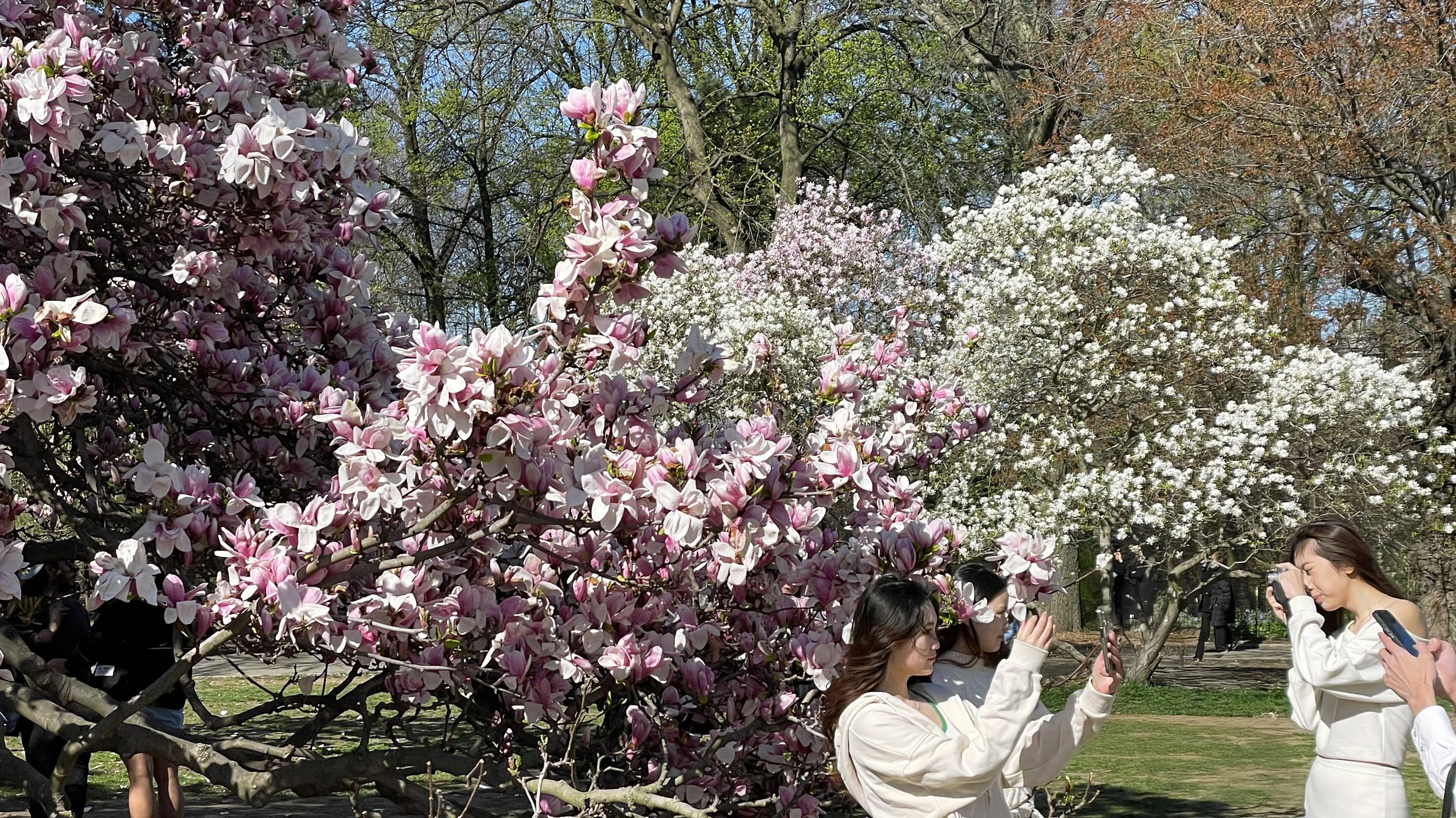 Весна в Нью-Йорке.jpg