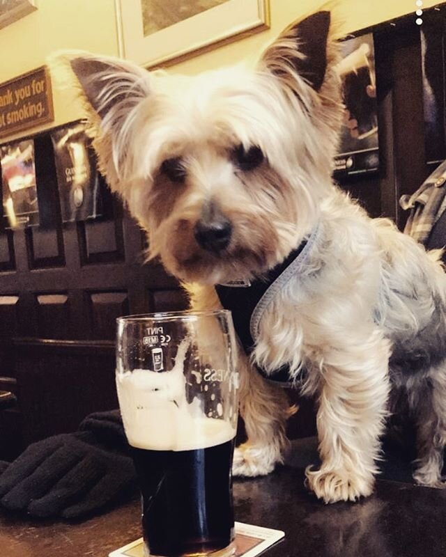 Flint takes a moment to contemplate his life choices amid a gruelling weekend of sport.

Tentatively entitled &ldquo;That&rsquo;s Ma Guinness, Flint&rdquo; which as a joke might word read aloud to fans of folk music. 
#yorkiesofinstagram #dog #pubdog