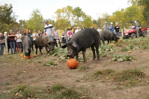 HEEFS October 2017 Newsletter