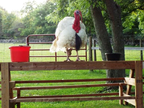 HEEFS January 2018 Newsletter