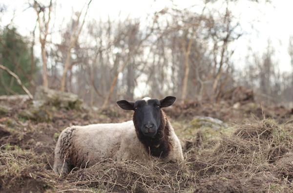 Yammy_HEEFS_Resident.jpeg