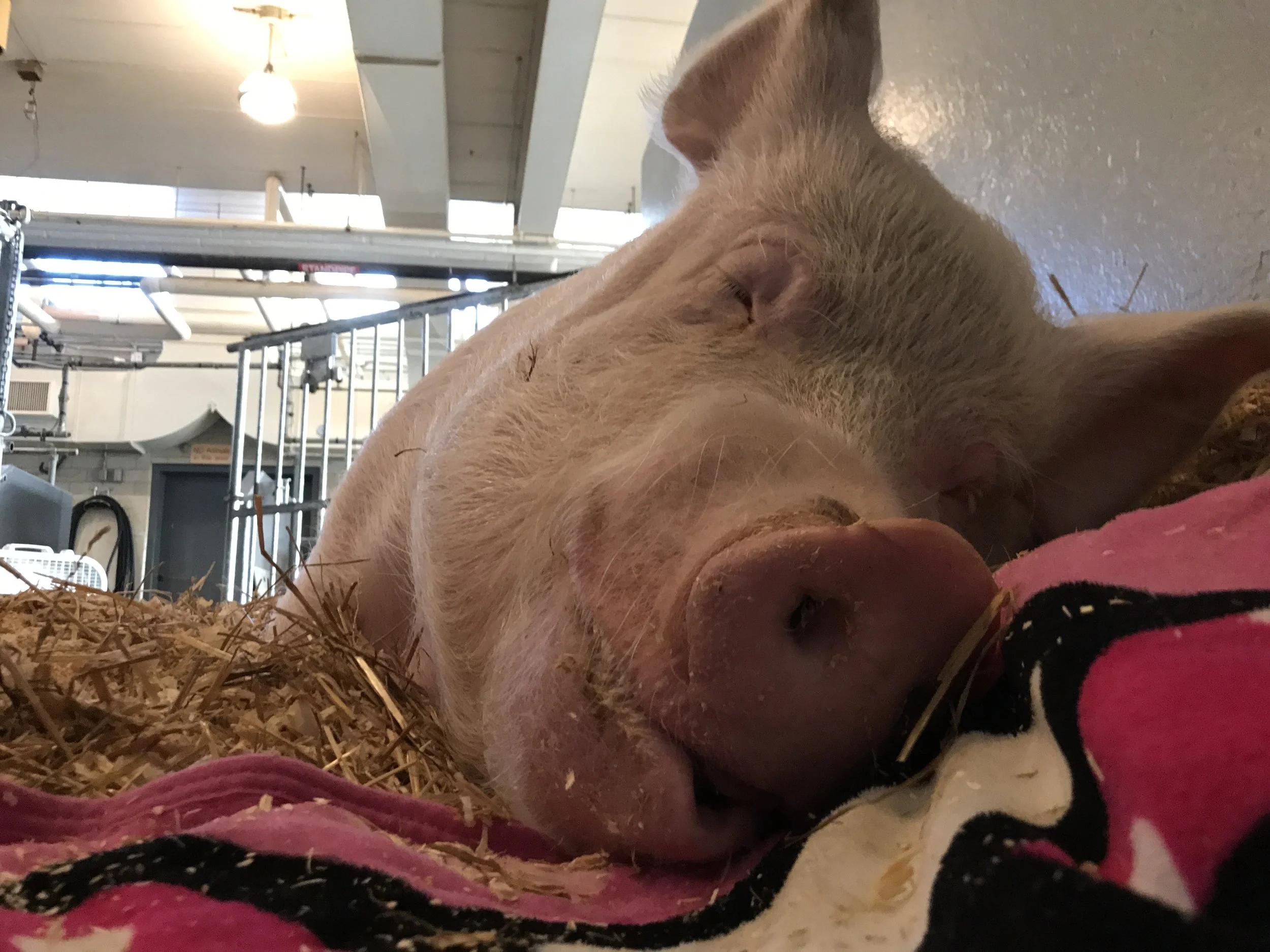 Happily Ever Esther Newsletter - SPECIAL EDITION!