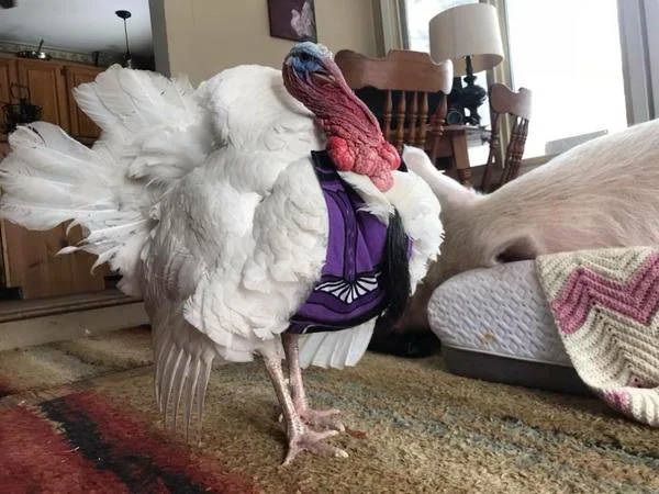 Esther Scanner Update - April 2018