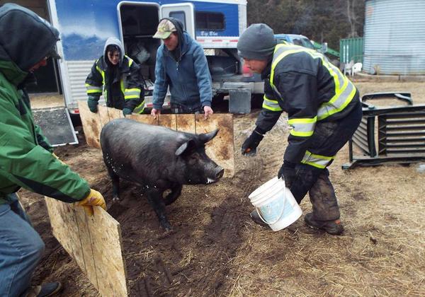 April_and_piglets.jpeg