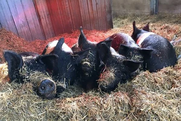 Special Mother's Day Edition