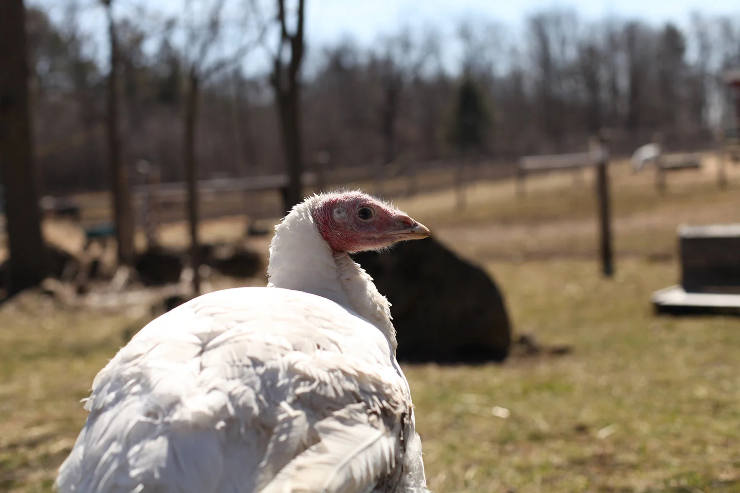 dolly 2.jpg