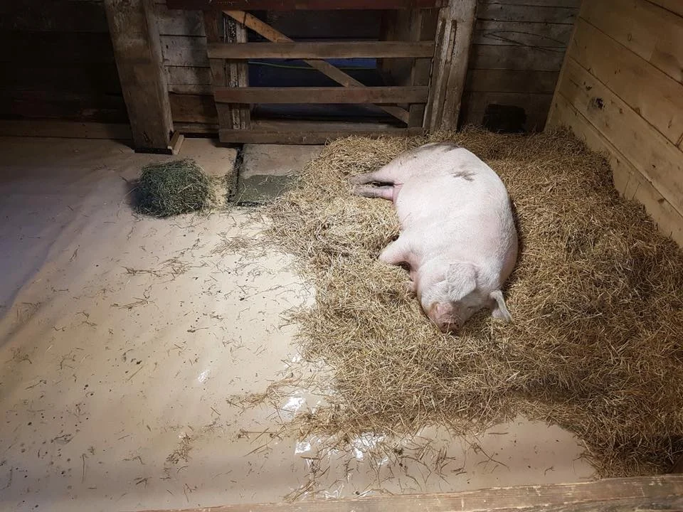 HEEFS August 2018 newsletter