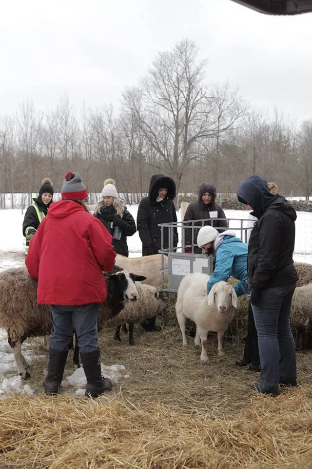 sheep.jpg