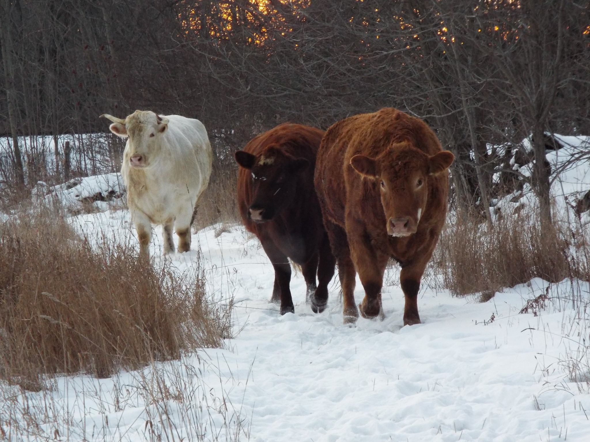 cows.jpg