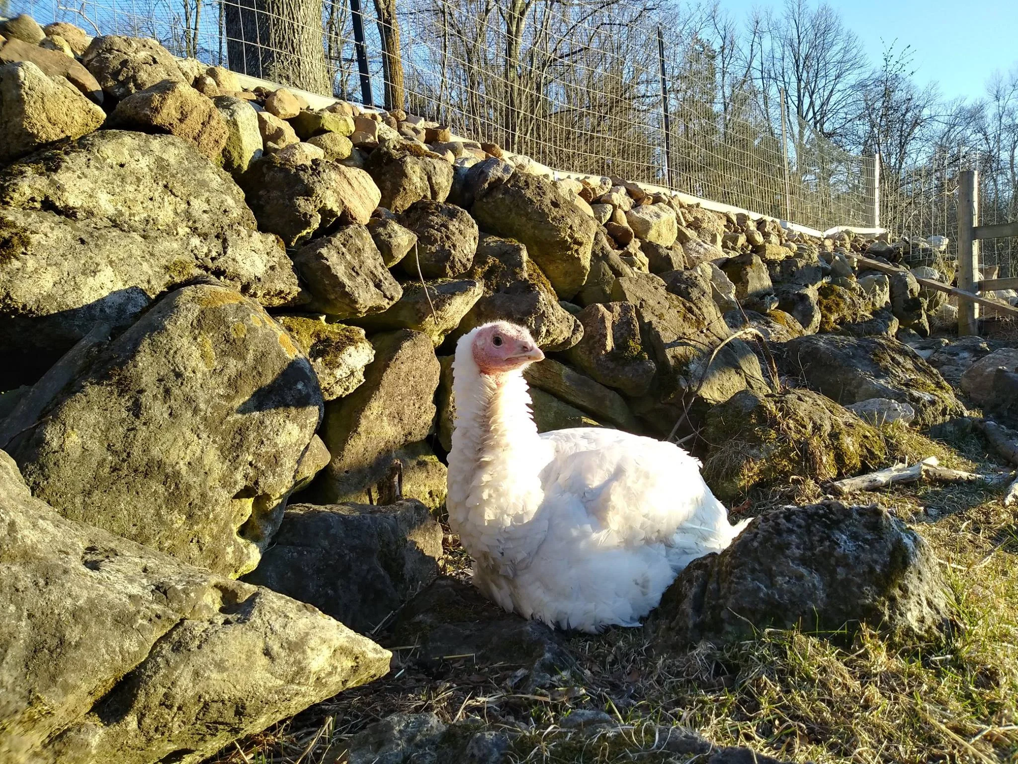 dolly.jpg