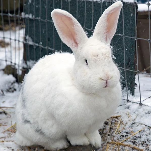 bunny.jpg