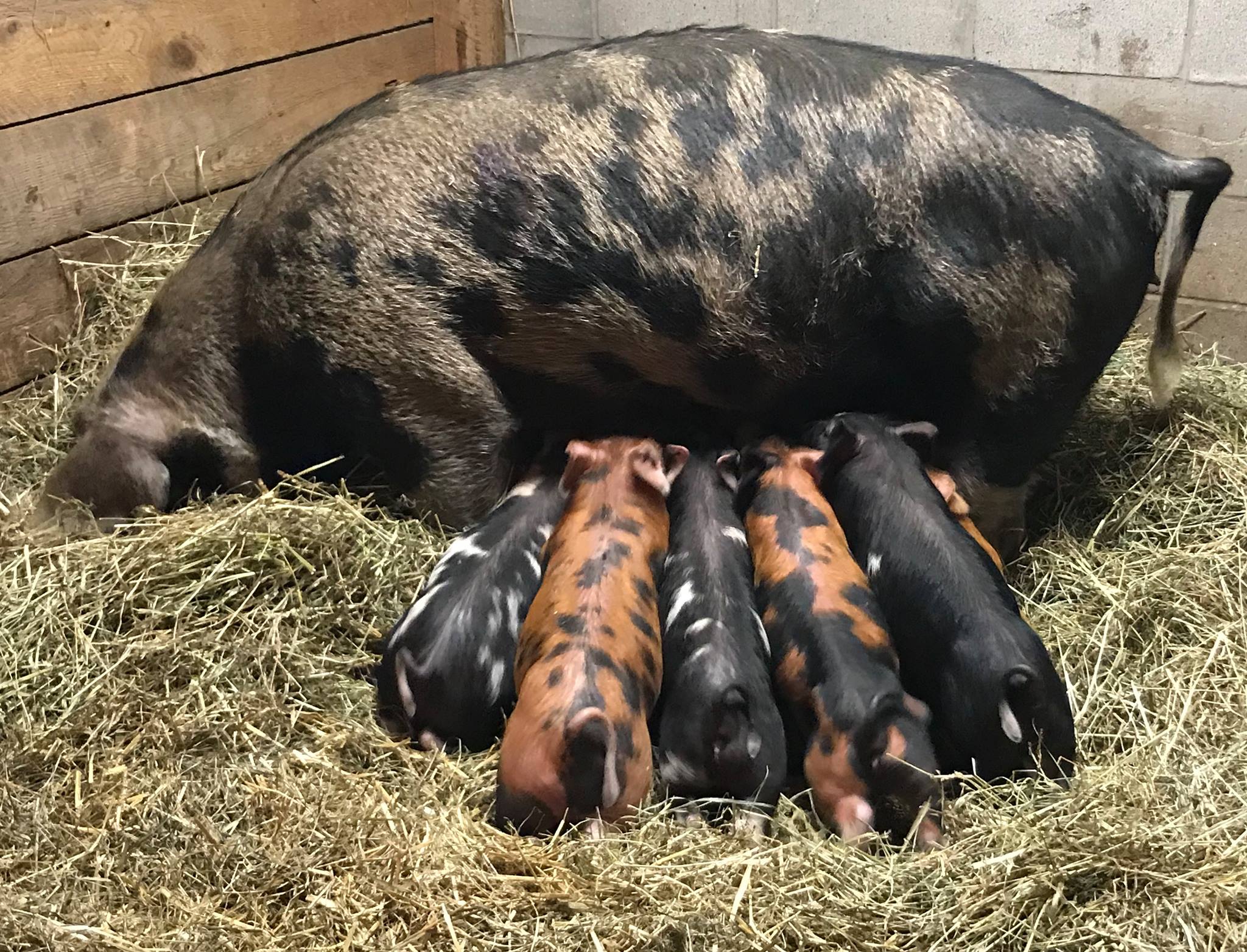 piglets2.jpg