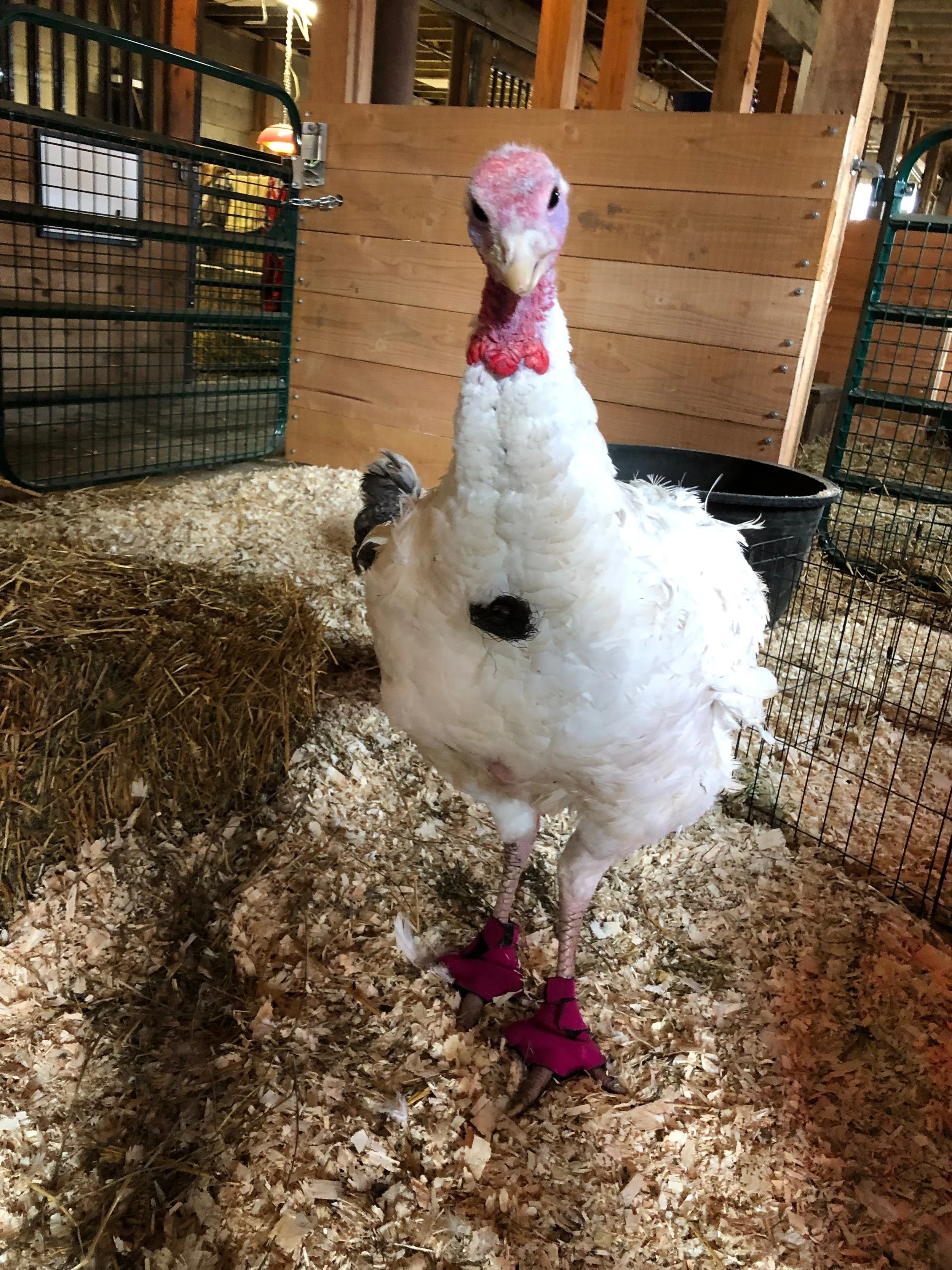 Supervisor Dolly hard at work!