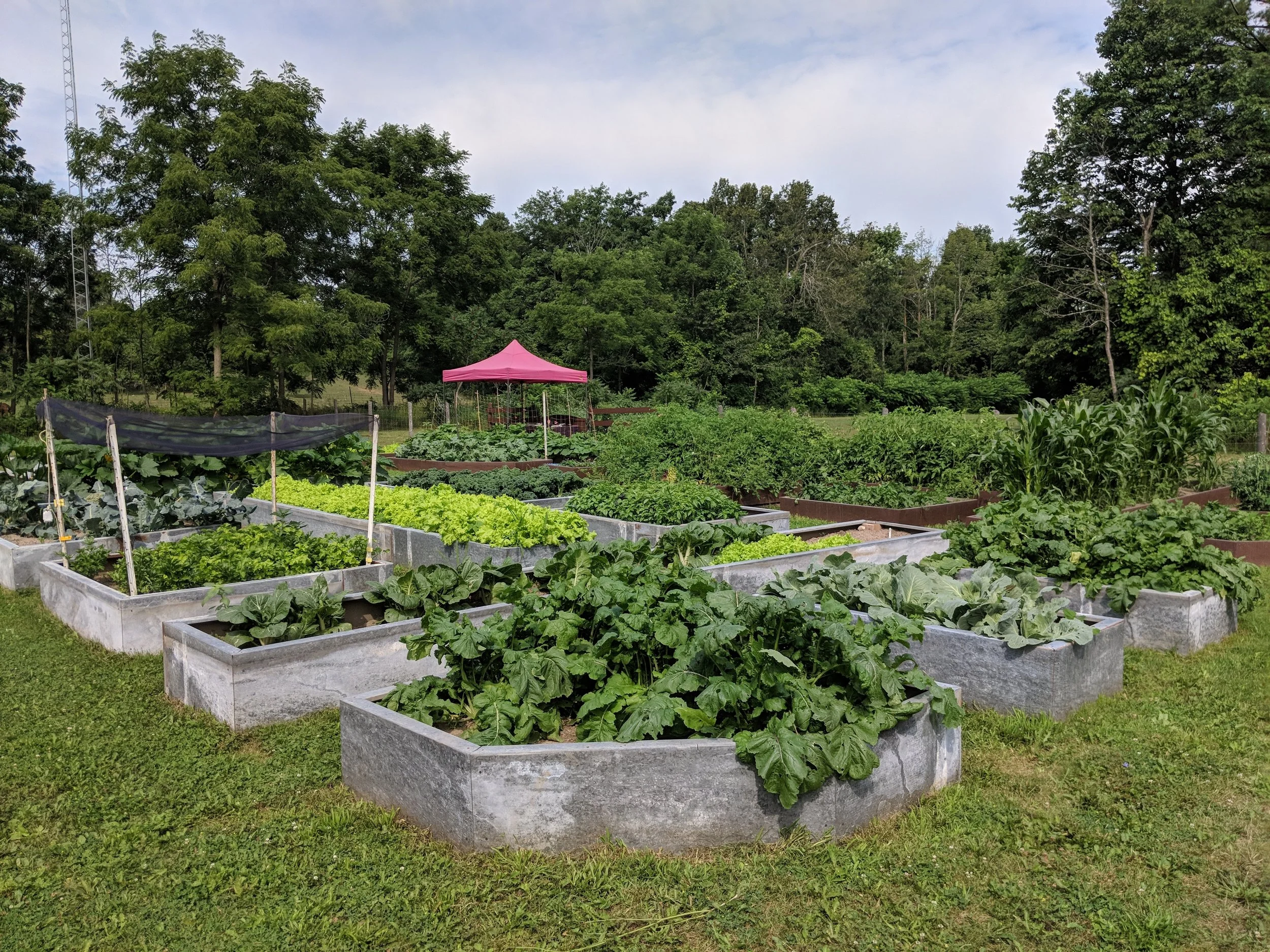 Watching our gardens grow