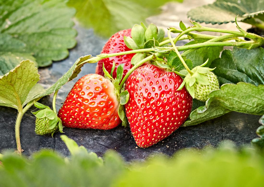 strawberry-plant.jpg