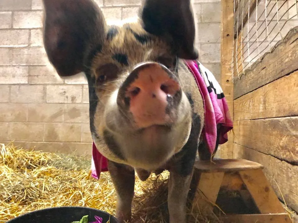 HEEFS May 2019 newsletter