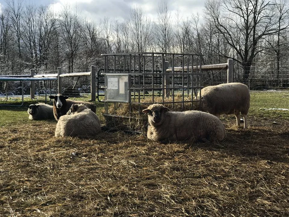 sheep2.jpg