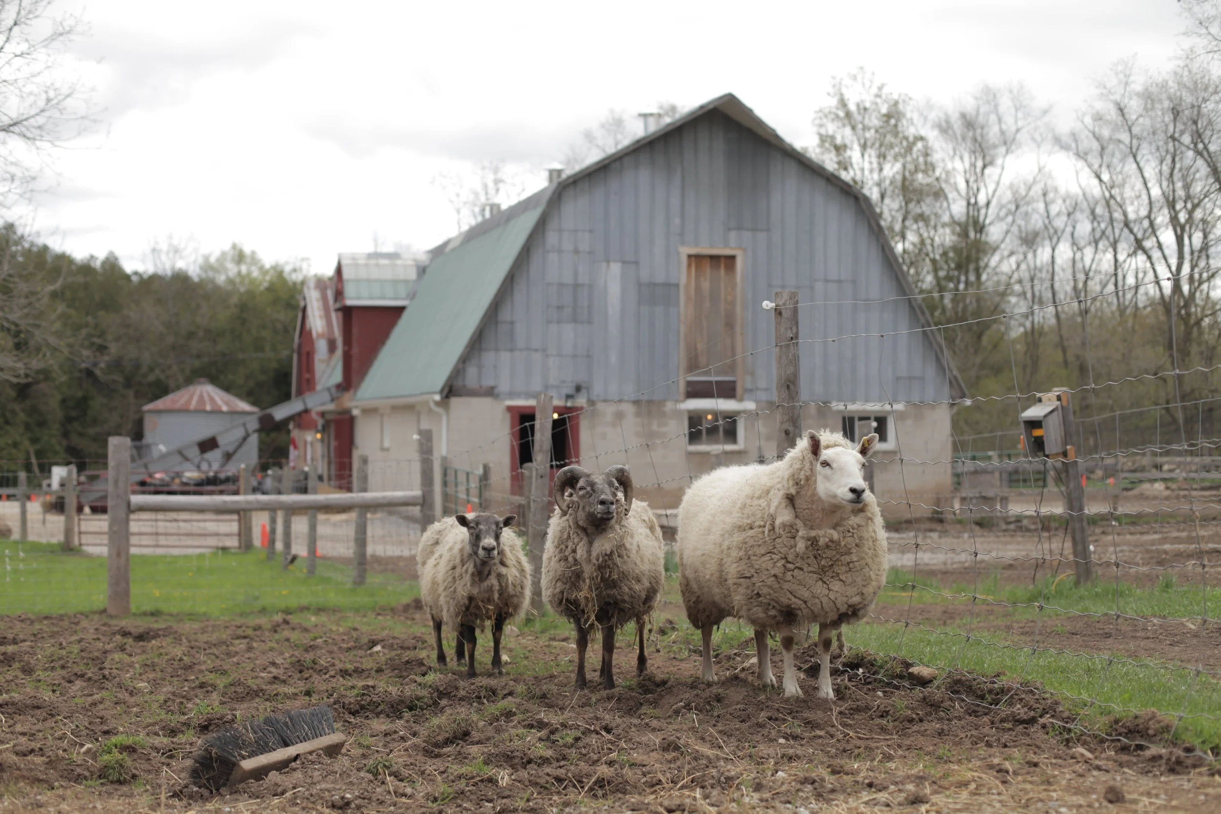 It's sheep shearing day at HEEFS!