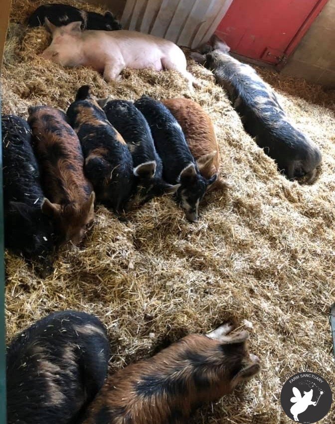 Sammy and the herd.jpg
