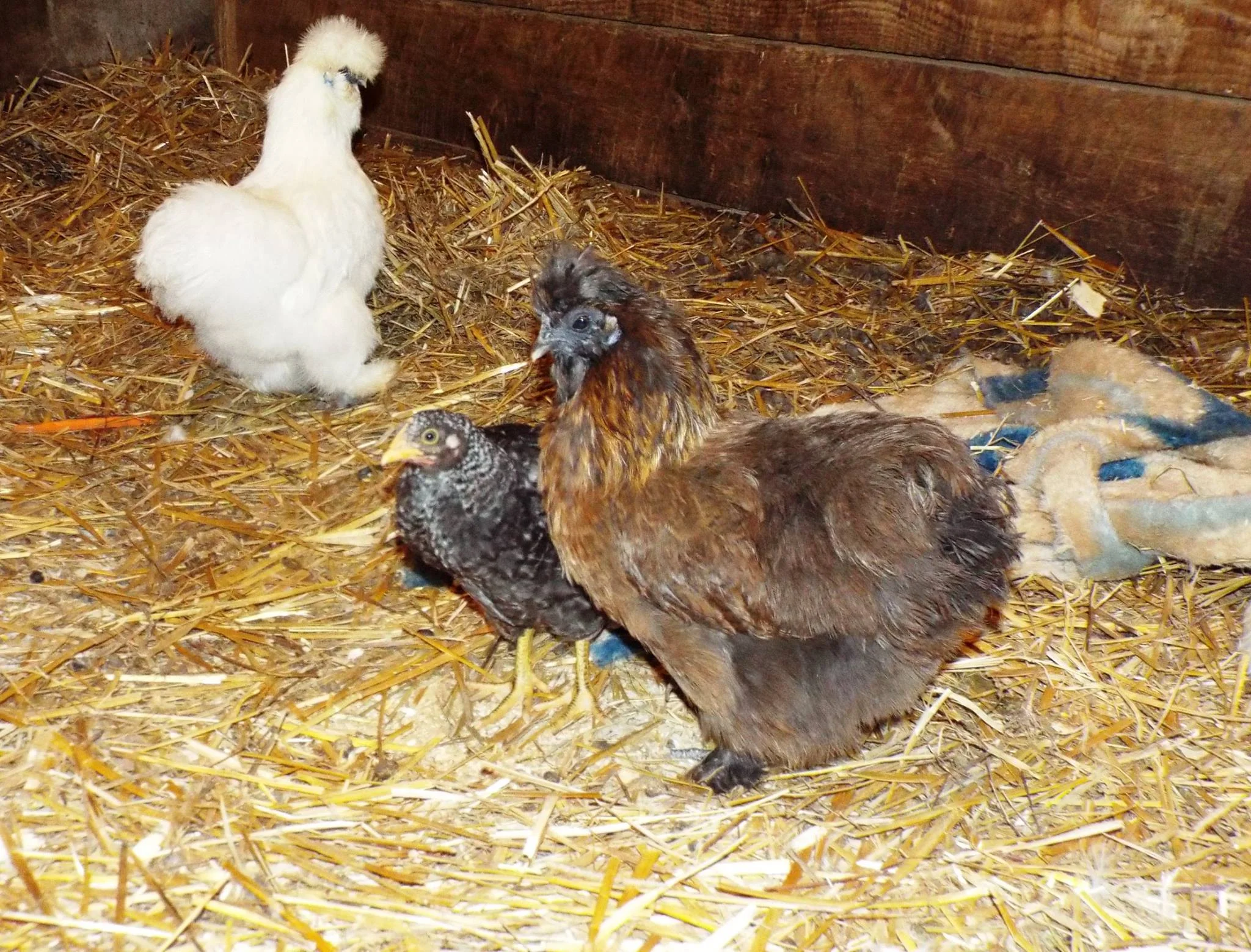 Top left to bottom right: Farley, Heisenberg and Hope