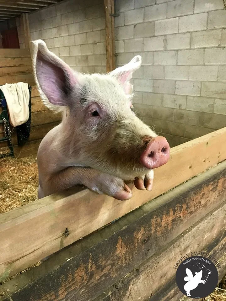 Have you heard? Sammy has a herd!