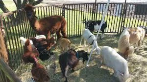 Petting Zoos and Sanctuaries...what's the difference?