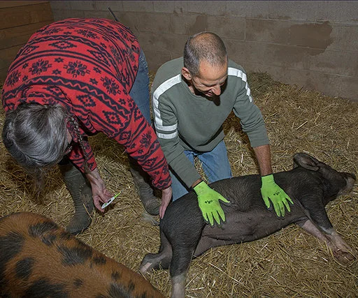 Health Check ‘Check-in’ – Pigs and Rabbits