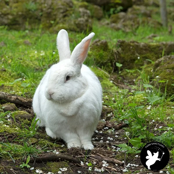 Real Estate Values in Bunny Town and the Pig Pasture are going up!