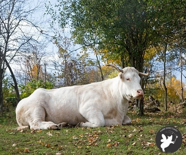 Thank you for helping us “Share the Love” with other sanctuaries!