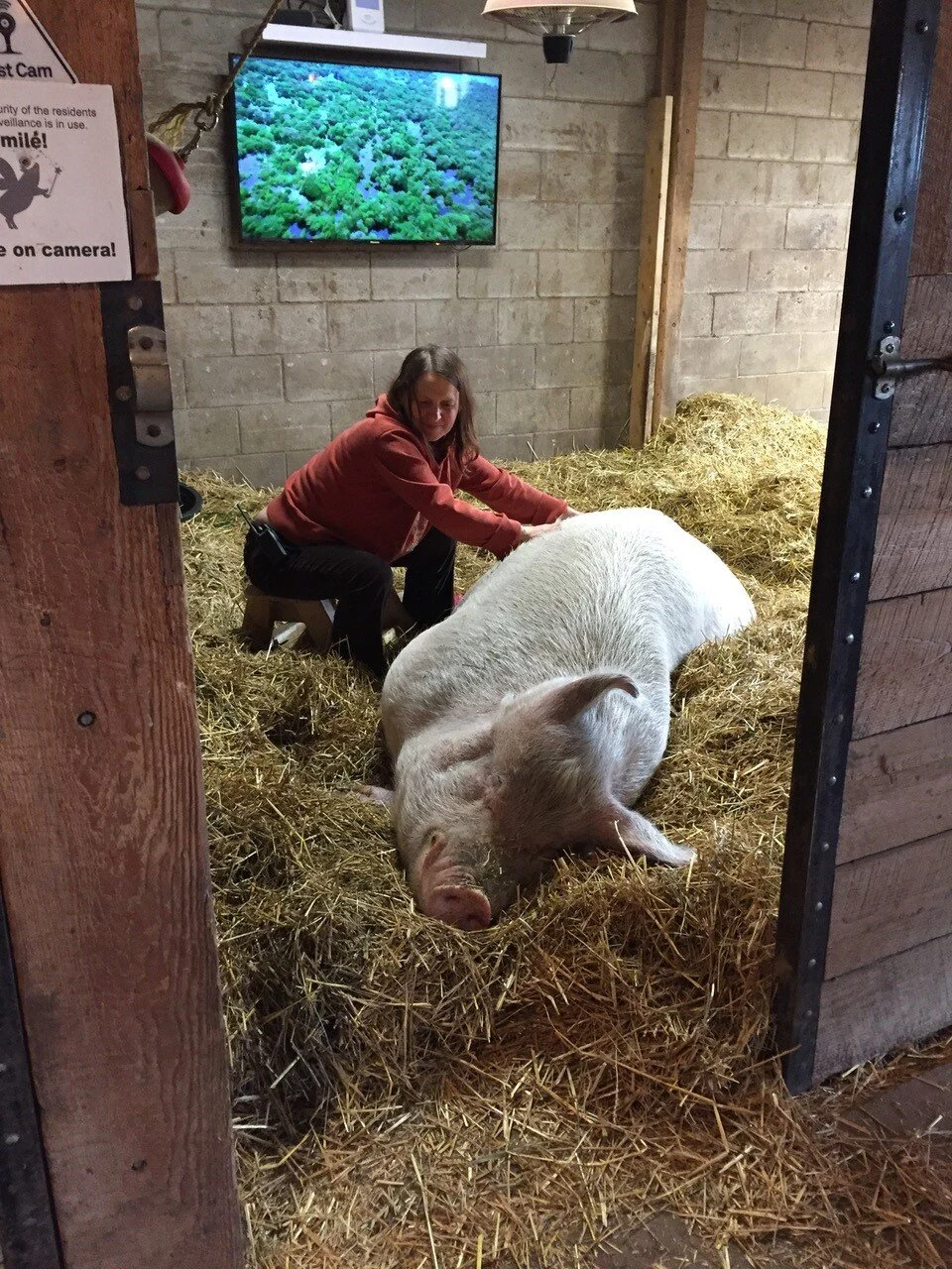 Special Bond - Kelly and the three "little" pigs